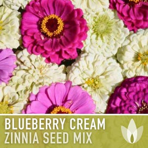 Blueberry Cream Zinnia Seeds | 100+ Seeds, Heirloom Flower Mix, Butterfly Garden, Bouquets imagem 4