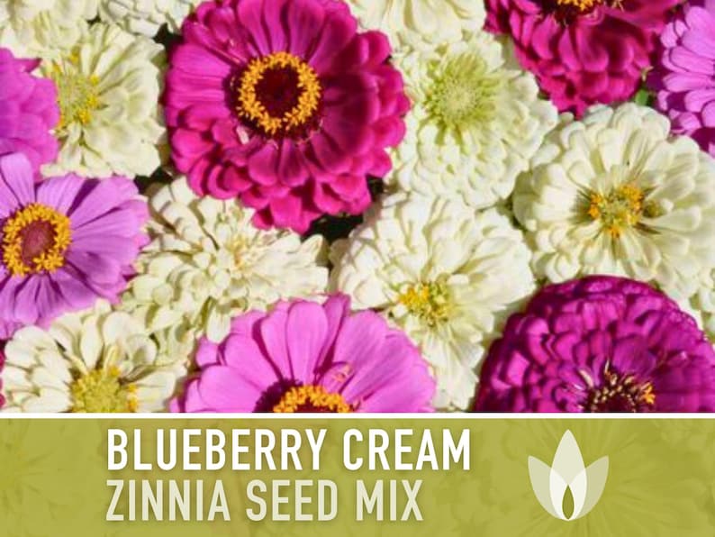 Blueberry Cream Zinnia Seeds | 100+ Seeds, Heirloom Flower Mix, Butterfly Garden, Bouquets imagem 4