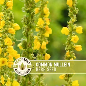 Common Mullein Seeds | 100+ Seeds, Heirloom Medicinal Herb, Rare Organic, Non-GMO, Verbascum Thapsus