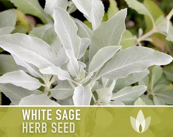 White Sage Seeds - Ceremonial Sage, Heirloom Seeds, Sacred Sage, Smudge Sage, Medicinal Herb, Culinary Herb, Non-GMO