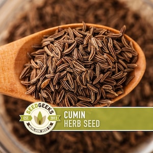 A wooden spoon filled with cumin seeds is shown in the image.