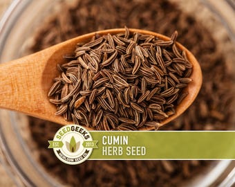 Cumin Herb Heirloom Seeds