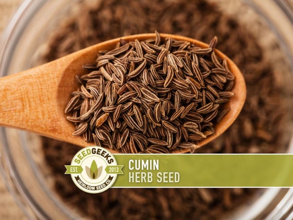 Cumin Herb Heirloom Seeds