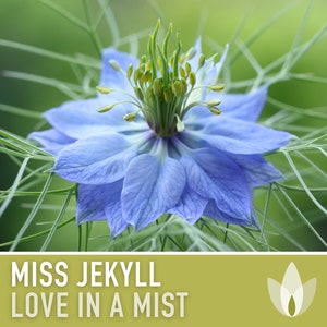 Love-in-a-Mist, Miss Jekyll Flower Seeds, Heirloom, Native, Flower Seeds