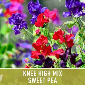 Sweet Pea Seeds, Knee High Flower Mix, Lathyrus Odoratus image 11