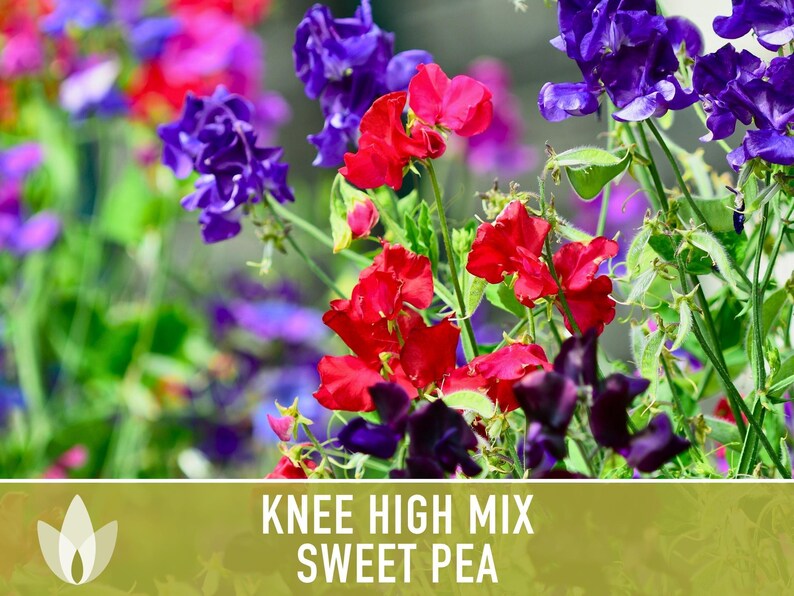 Sweet Pea Seeds, Knee High Flower Mix, Lathyrus Odoratus image 11