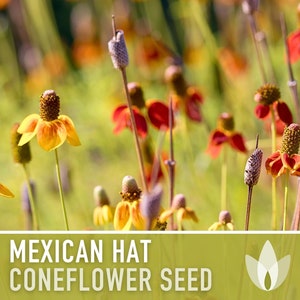 Mexican Hat Coneflower Seeds Heirloom Seeds, Native Wildflower, Prairie Coneflower, Pollinator Friendly, Ratibida Columnifera, Non-GMO image 8