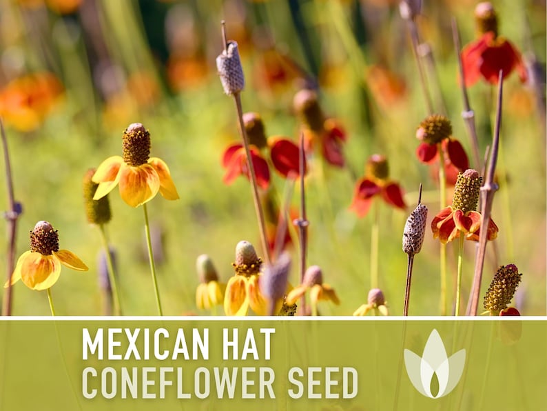 Mexican Hat Coneflower Seeds Heirloom Seeds, Native Wildflower, Prairie Coneflower, Pollinator Friendly, Ratibida Columnifera, Non-GMO image 8