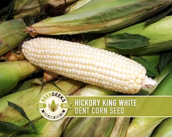 Hickory King White Corn Heirloom Seeds – Dent, Milling, Roasting