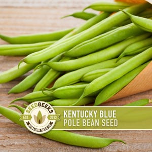 May include: A collection of fresh, bright green Kentucky Blue Pole Bean seeds spilling from a brown paper cone. The beans are smooth and vibrant. The image includes the Seed Geeks logo and text that reads "Kentucky Blue Pole Bean Seed."