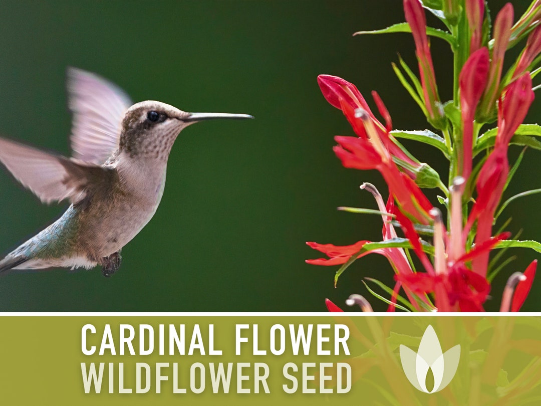 Cardinal Flower Seeds Heirloom Seeds, Hummingbird Garden, Lobelia