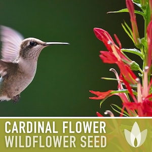 Cardinal Flower Seeds - Heirloom Seeds, Hummingbird Garden, Lobelia Cardinalis, Wildflower Seeds, Native Seeds, Rain Garden, Non-GMO