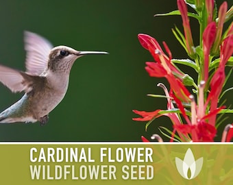 Cardinal Flower Seeds - Heirloom Seeds, Hummingbird Garden, Lobelia Cardinalis, Wildflower Seeds, Native Seeds, Rain Garden, Non-GMO