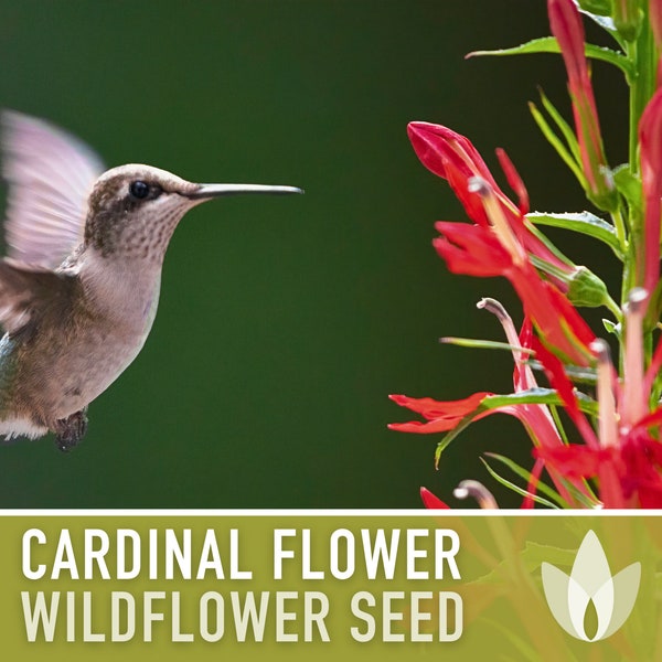 Cardinal Flower Seeds - Heirloom Seeds, Hummingbird Garden, Lobelia Cardinalis, Wildflower Seeds, Native Seeds, Rain Garden, Non-GMO