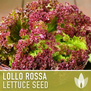 Lollo Rossa Lettuce Seeds - Heirloom Seeds, Crisp Head Lettuce, Curled Leaf, Cool Season, Slow Bolt, Open Pollinated, Non-GMO