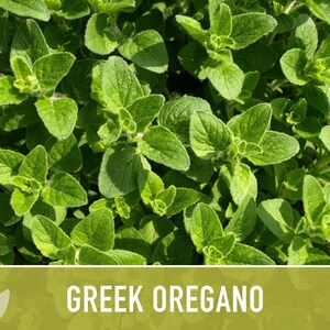 Greek Oregano Herb Heirloom Seeds - Open Pollinated, Non-GMO image 10