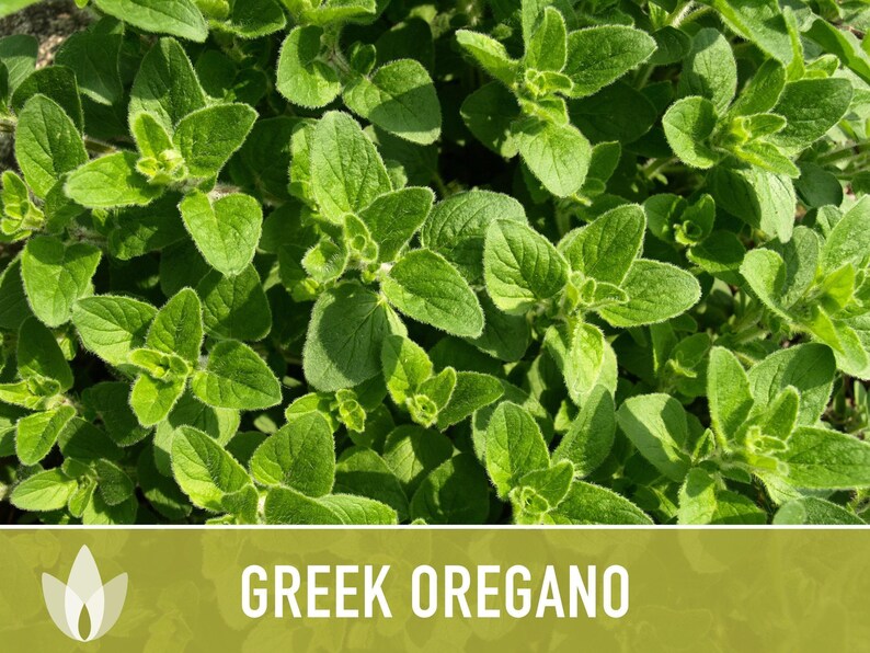 Greek Oregano Herb Heirloom Seeds - Open Pollinated, Non-GMO image 10