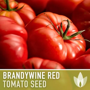 Brandywine Red Tomato Heirloom Seeds - Jumbo, Indeterminate, Red Flesh, Open Pollinated, Non-GMO