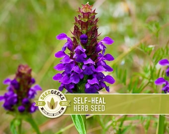 Semillas de hierba autocurativa - Prunella vulgaris, planta medicinal - 50 semillas