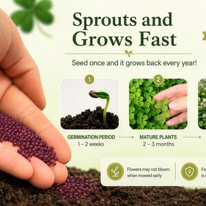 Micro Clover Seeds | 100,000+ Seeds 4 oz, Lawn Alternative, Drought Tolerant | Trifolium repens image 3