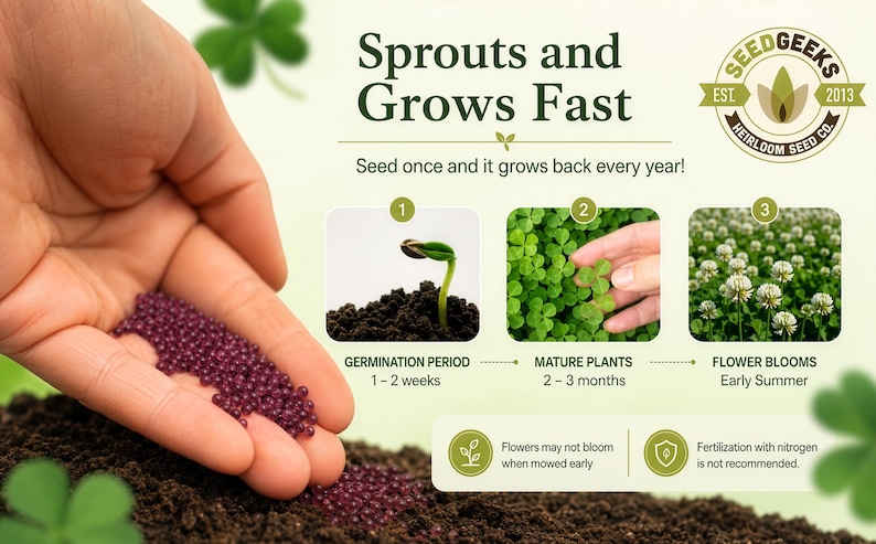 Micro Clover Seeds | 100,000+ Seeds 4 oz, Lawn Alternative, Drought Tolerant | Trifolium repens image 3