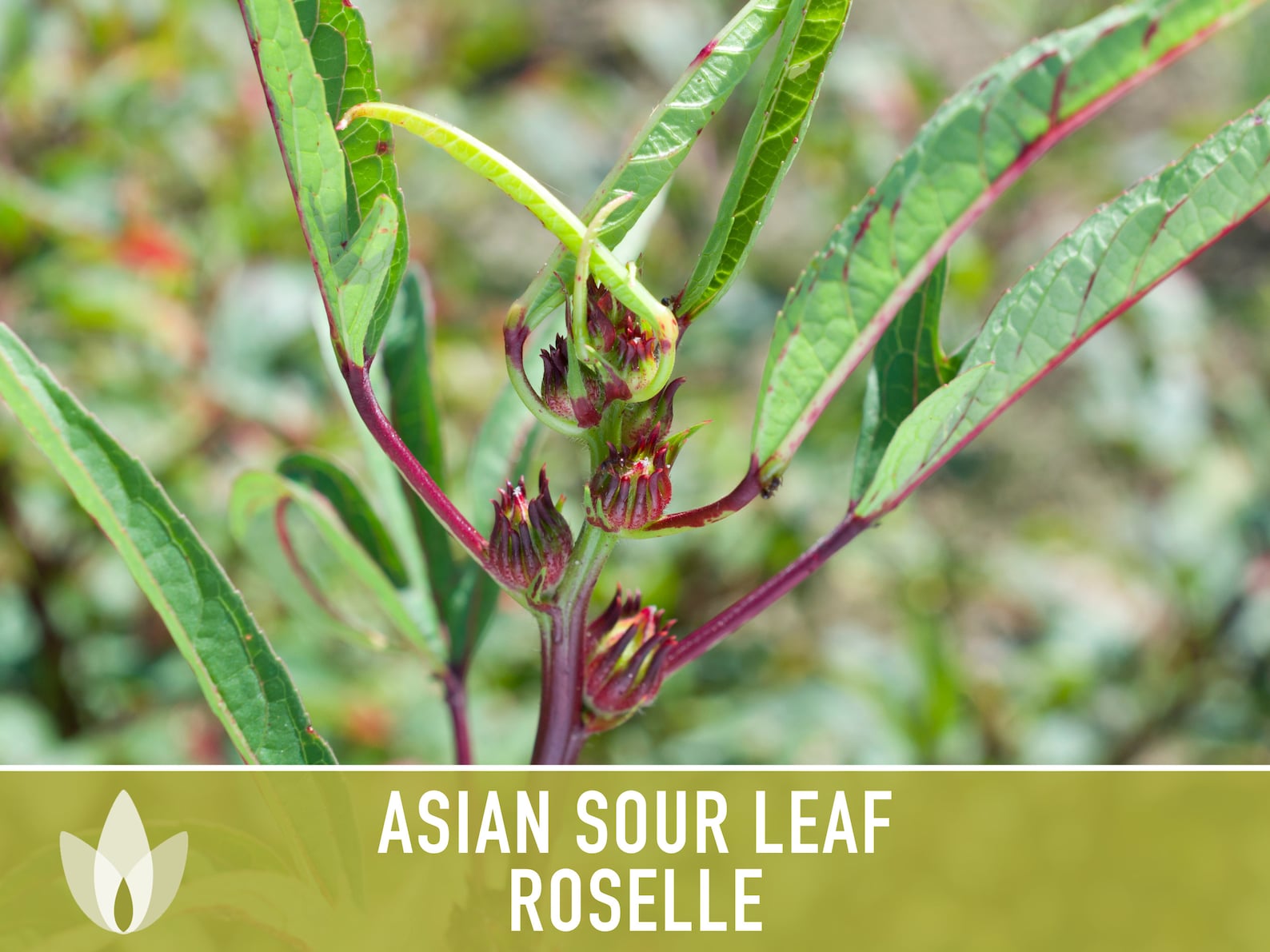Asian Sour Leaf Roselle Seeds Red Hibiscus Heirloom Seeds Etsy
