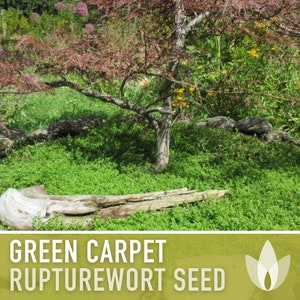 Rupturewort Green Carpet Seeds Heirloom Seeds, Alternative Lawn, Ground Cover, Evergreen, Dense Green Carpet, Open Pollinated, Non-GMO image 6