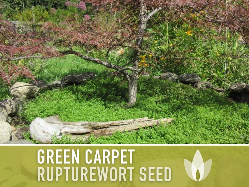 Rupturewort Green Carpet Seeds Heirloom Seeds, Alternative Lawn, Ground Cover, Evergreen, Dense Green Carpet, Open Pollinated, Non-GMO image 6