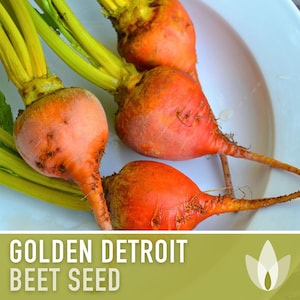 Golden Detroit Beet Seeds - Heirloom Seeds, Beet Salad, Pickling Beets, Container Garden, Community Garden, Open Pollinated, Non-GMO