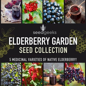 Elderberry Garden Seed Collection - 5 Popular Medicinal Varieties of Native Elderberry Seeds, Medicinal, Native Seeds, Garden Gift, Non-GMO