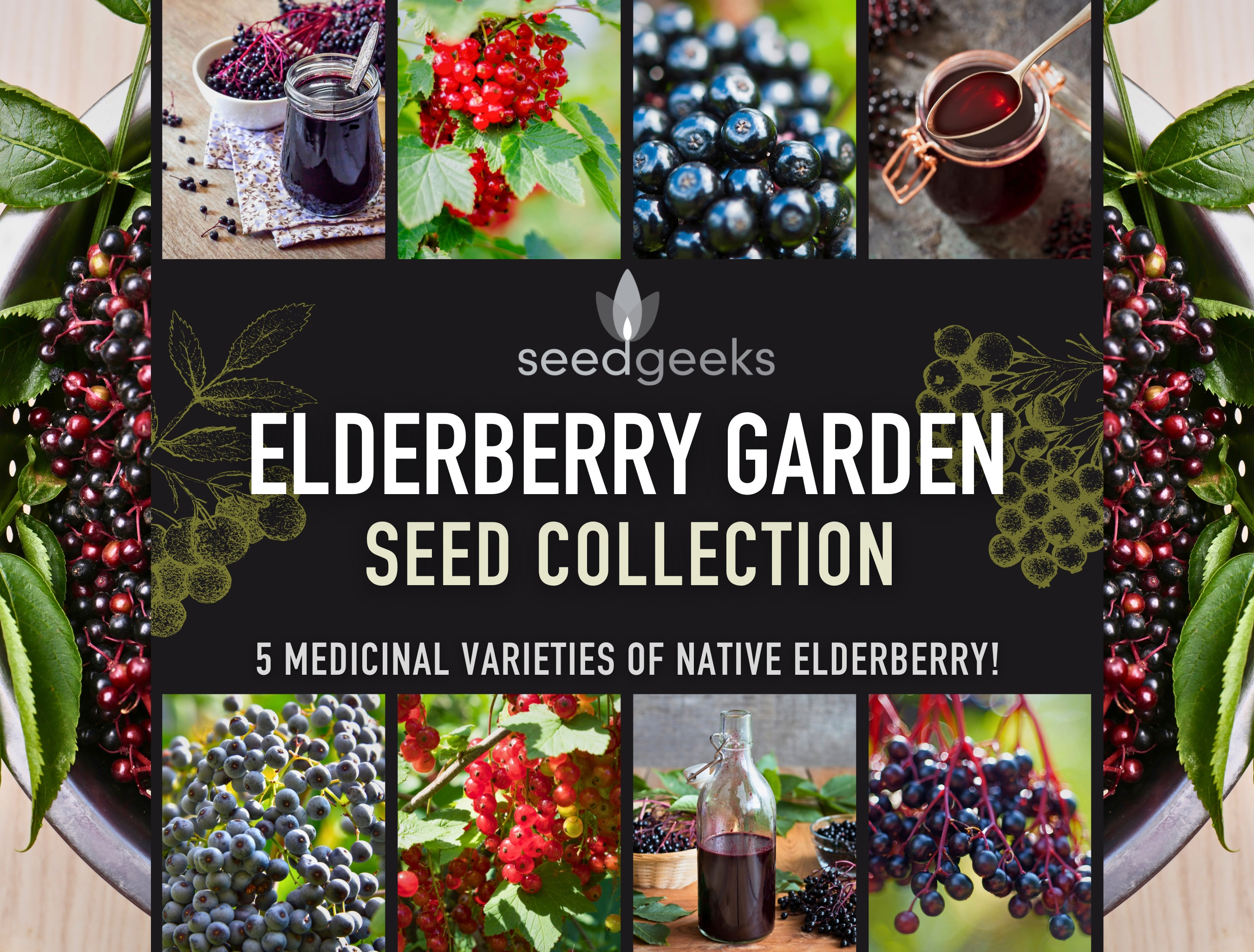 Elderberry Plant Seeds - Etsy