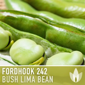 Lima Bean, Fordhook 242 Bean Seeds - Heirloom Seeds, Butter Beans, Bush Bean, Open Pollinated, Untreated, Non-GMO
