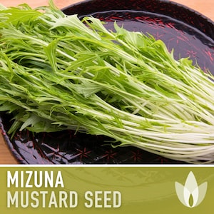 Mizuna Mustard Greens Heirloom Seeds - Fresh Salad, Microgreens, Open Pollinated, Non-GMO
