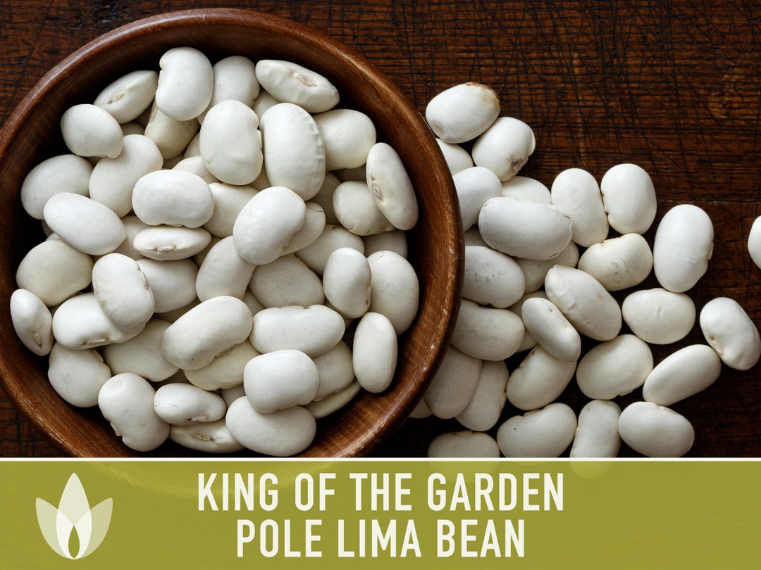 Lima Bean King of the Garden Seeds Heirloom Seeds Pole Etsy