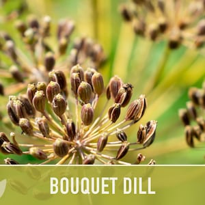 Bouquet Dill Herb Heirloom Seeds image 5