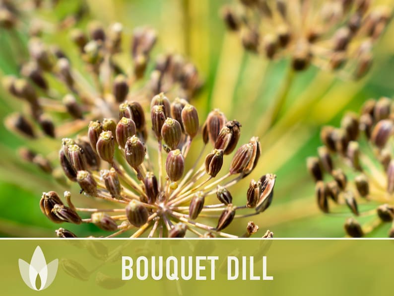 Bouquet Dill Herb Heirloom Seeds image 5