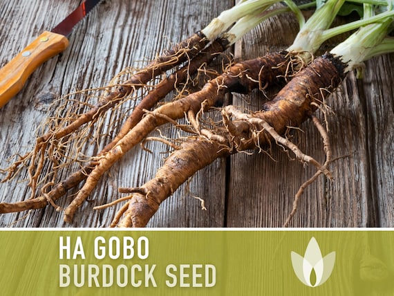 Burdock Seed Pack – Sunshine and Snow Shop