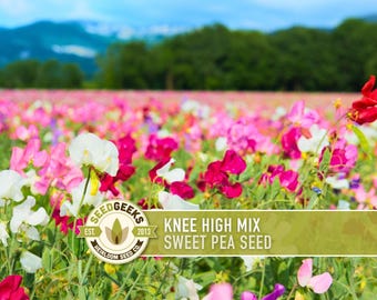 Sweet Pea Flower Seeds, Knee High Mix, Non-GMO Heirloom