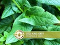 Good King Henry Seeds | 50+ Seeds, Organic Perennial Greens, Medieval Cottage Garden | Blitum bonus-henricus