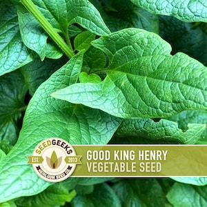 May include: Close-up of vibrant green Good King Henry vegetable leaves. The image features detailed textures and veins on the leaves, with a banner that reads "Good King Henry Vegetable Seed" and the Seed Geeks logo.