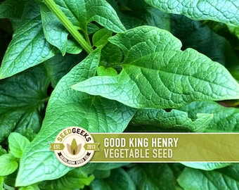 Good King Henry Seeds | 50+ Seeds, Organic Perennial Greens, Medieval Cottage Garden | Blitum bonus-henricus