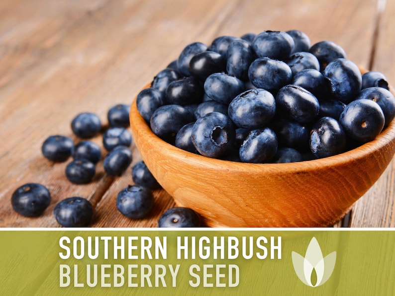 Semillas de arándano azul de arbusto alto del sur / Más de 50 semillas, variedad tradicional, bayas no transgénicas para repostería y uso medicinal, Vaccinium corymbosum imagen 4