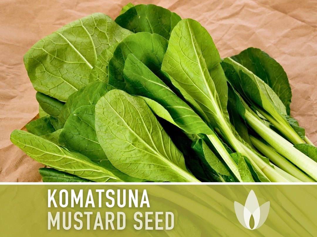 Komatsuna Tendergreen Mustard Greens Heirloom Seeds Mistard Spinach