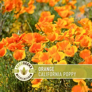 California Orange Poppy Seeds - Heirloom, US Grown