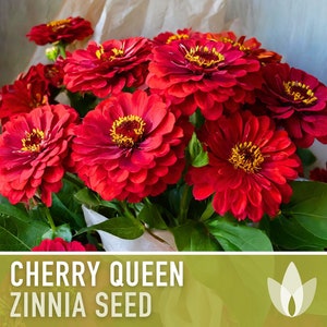 Zinnia, Cherry Queen Heirloom Seeds - Flower Seeds, Red Flower, Butterfly Garden, Cut flowers