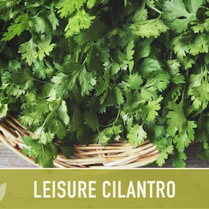 Leisure Cilantro Seeds - Slow Bolting Coriander, Non-GMO image 5