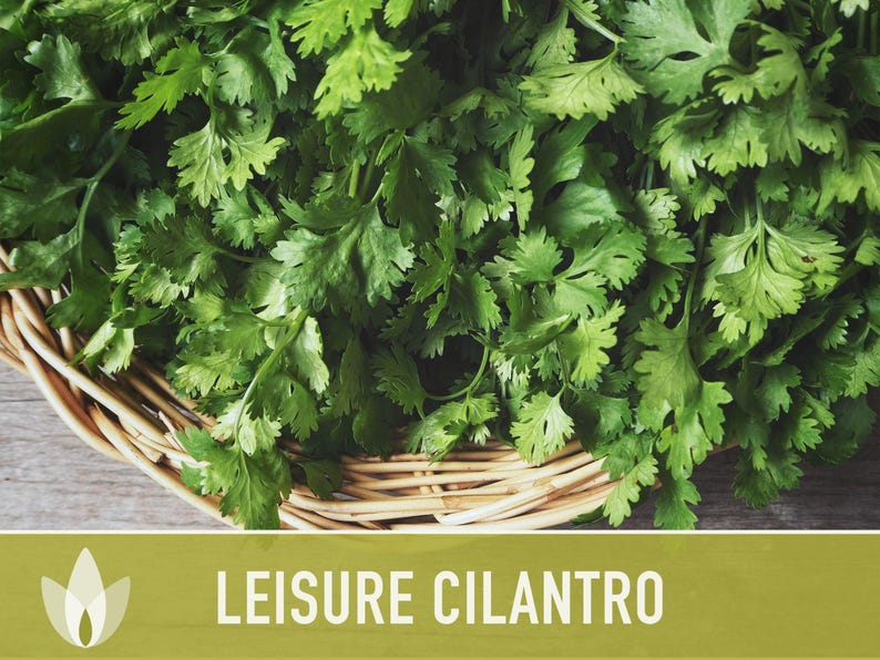 Leisure Cilantro Seeds - Slow Bolting Coriander, Non-GMO image 5