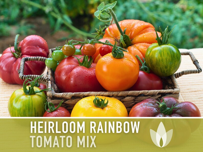 Heirloom Rainbow Blend Tomato Seeds | 30+ Non-GMO, Open Pollinated, Organic, Colorful Varieties Lycopersicon lycopersicum image 4