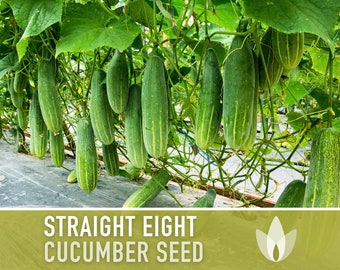 Straight Eight Cucumber Seeds - Heirloom, Vining, Pickling Cucumber, Open Pollinated, Non-GMO