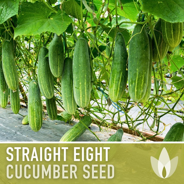 Straight Eight Cucumber Seeds - Heirloom, Vining, Pickling Cucumber, Open Pollinated, Non-GMO